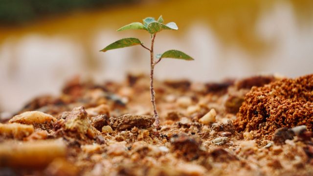 Planted in Christ: How Spiritual Growth Really Happens